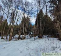 A snowy forest landscape with bare trees, ideal for winter gardens and relaxation.