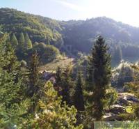 A wooded landscape and a family house surrounded by trees in a sunny environment.
