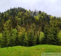A dense coniferous forest covered in mist on a green hillside. Suitable for romantic cottages.