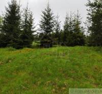 A green lawn surrounded by coniferous trees in a natural garden.