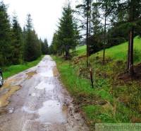 A wet forest path with puddles surrounded by coniferous trees and green gardens.