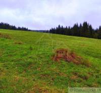 A green meadow with a forest on the horizon and visible trees near the garden.