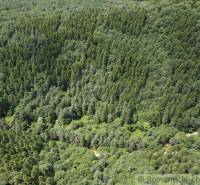 A dense green forest with diverse trees, ideal for natural gardens and relaxation.