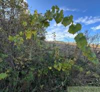 Thick vine leaves on agricultural and forest land under a blue sky with clouds.