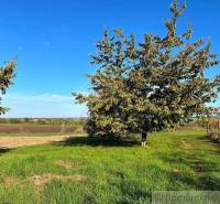A landscape with agricultural and forest lands, green lawn, and blue sky.