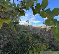 Vine leaves, greenery, blue sky, agricultural fields in the background.