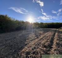Fertile farmland bordered by forest, illuminated by the setting sun and natural scenery.