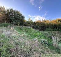 Grassland and forest land on a hill, surrounded by trees in a natural environment.