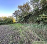The forest boundary with agricultural land, trees, and grass forms a natural barrier.