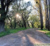 A forest path with densely growing trees, nature creates a romantic and peaceful environment for relaxation.
