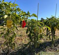 Peppers growing in the garden, under the blue sky and near the cottage.