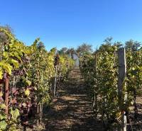 Rows of vineyards lead to a white cottage, surrounded by a blue sky and sunshine.