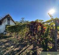 A cottage with a romantic look by the vineyard under a clear sunny sky.