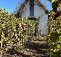 A vineyard in front of a traditional cottage with white plaster and a roof overgrown with vines.