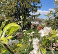 A blooming garden with apple blossoms, a house and blue sky in the background.