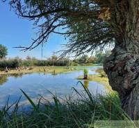 A peaceful lake surrounded by trees and grass offering natural beauty for living.