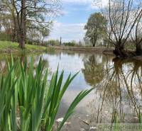 A quiet pond surrounded by trees and reeds, suitable for peaceful living by the water.