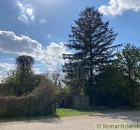 In the picture, there are trees surrounded by vegetation, a country road, ideal for living.