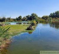 Lake with reeds and trees suitable for recreation and large plots - living.