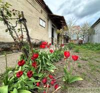 A family house surrounded by blooming red tulips in a garden with a spring atmosphere.