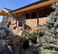 A brick family house with ornamental plants growing in front of it, with a spruce in the foreground.
