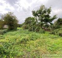 The image shows green vegetation and trees on a plot suitable for living.