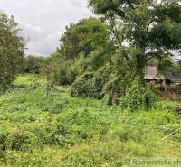 Overgrown plots and living near a house with nature and trees in the background.