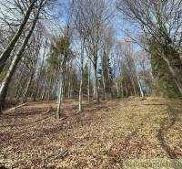 Spring forest landscape with bare trees and blue sky, great for gardens.