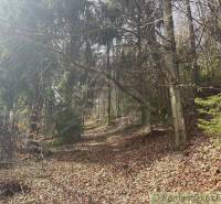 Deciduous and coniferous forest, fallen leaves on the path under the tree canopies.
