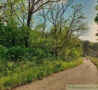We see a forest path surrounded by trees and grass, suitable for walks in nature.