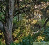 Gardens hide a dense forest growth with ferns. Impressive shadows add a mysterious touch.