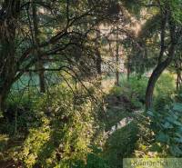 A forest garden with trees and the sun shining through the branches.