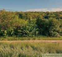 Green landscape with dense trees and grass, ideal for gardens and peaceful relaxation.