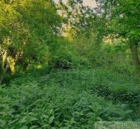 Dense vegetation and trees in the summer garden create a sense of wilderness and privacy.