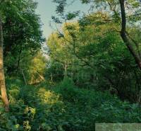 The greenery of tall trees and dense bushes creates a magical atmosphere in the garden.