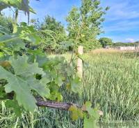 Greenery, vineyard, and expansive lawn in a picturesque living environment.