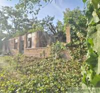 An old house overgrown with ivy, surrounded by trees and sunlight.