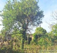 A tree surrounded by vegetation, with old buildings visible, ideal for residential plots.