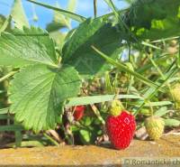 Strawberries and gardens: a red strawberry among green leaves in the garden.