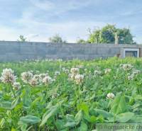 A blooming meadow with clover and gardens with a low wall in the background.