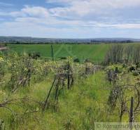 Vineyards with a view of extensive green fields surrounded by meadows and gardens.