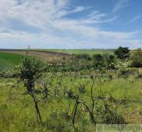 Hilly landscape with blooming shrubs in the countryside, ideal for gardens and walks.