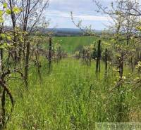 Green vineyards with grapevines, spring nature, blue sky, and picturesque gardens.