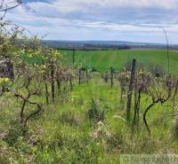 Vineyards surrounded by green fields, beautifully harmonized with the blue sky and gardens.