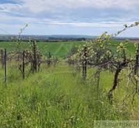 Vineyards in a vast land, green grass, clear sky, nature in gardens.