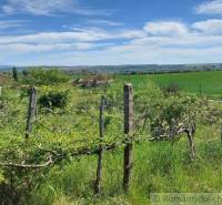 Vineyards in the countryside, surrounded by nature and gardens, with a beautiful view of the surroundings.