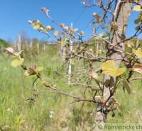 A vine branch with young leaves in a green garden under a blue sky.