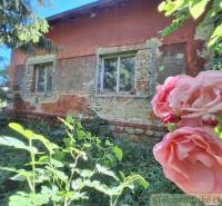 A family house with a neglected facade, roses, and greenery in the garden.