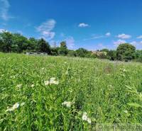 A blooming meadow, blue sky, trees in the background, and a family house.