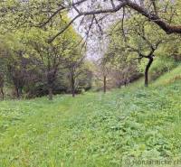 Green meadow with fruit trees near the cottage in Veľké Rovné.
